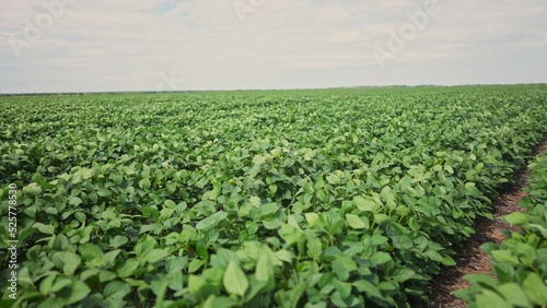 Agriculture. plantation a soybean field green bean plants close-up. business farming concept. soybean cultivation, vegetables, plant care. movement for a green soybean field lifestyle. bio farm