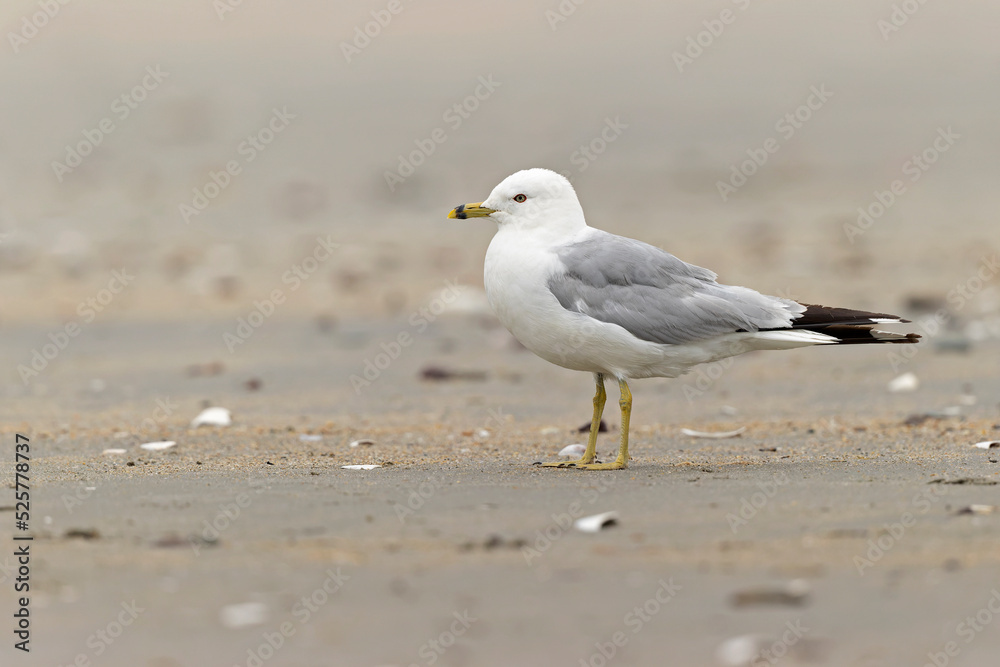 An adult ring-billed gull (Larus delawarensis) perched and foraging on the beach. An adult ring-billed gull (Larus delawarensis) perched and foraging on the beach.