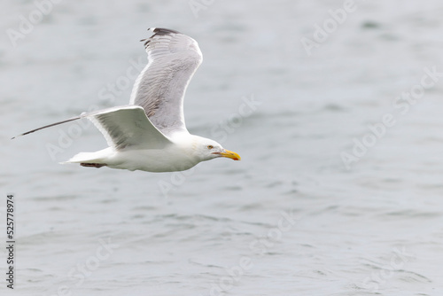 An American herring gull (Larus smithsonianus) flying above Revere beach.  photo