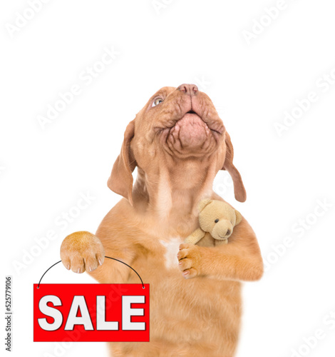 Funny Mastiff puppy hugs favorite toy bear, looks up and shows sales symbol.  isolated on white background