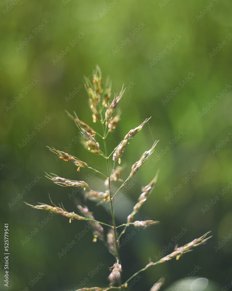 A stalk of sorghum on blurred background