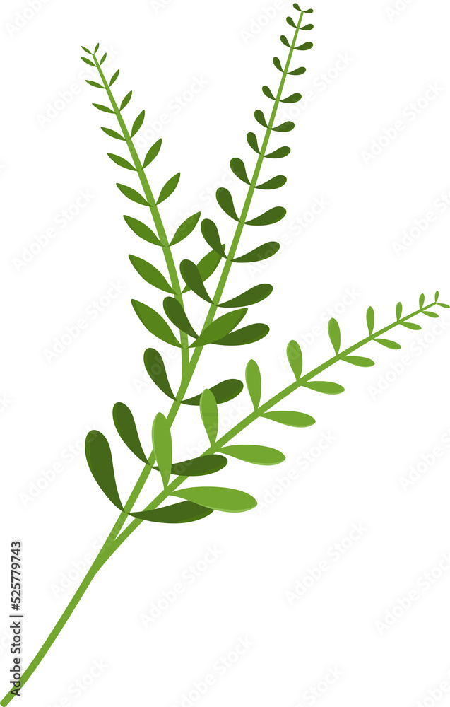 Green leaf hand drawing, leaves drawing, transparent background. Green leaf hand drawing, leaves drawing, transparent background.