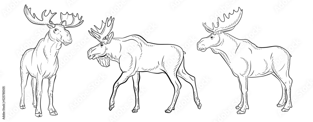 


Animals, moose. Coloring book for children, black and white image of a wild moose. Vector drawing.