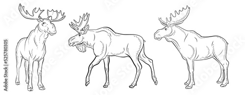 Animals, moose. Coloring book for children, black and white image of a wild moose. Vector drawing.