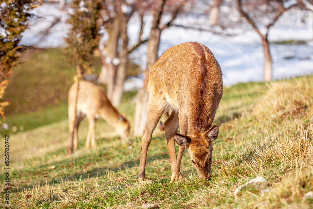 Beautiful spotted deer in the mountains against the background of green grass and snow. Fairytale spring landscape with wild animals. Beautiful spotted deer in the mountains against the background of green grass and snow. Fairytale spring landscape with wild animals.
