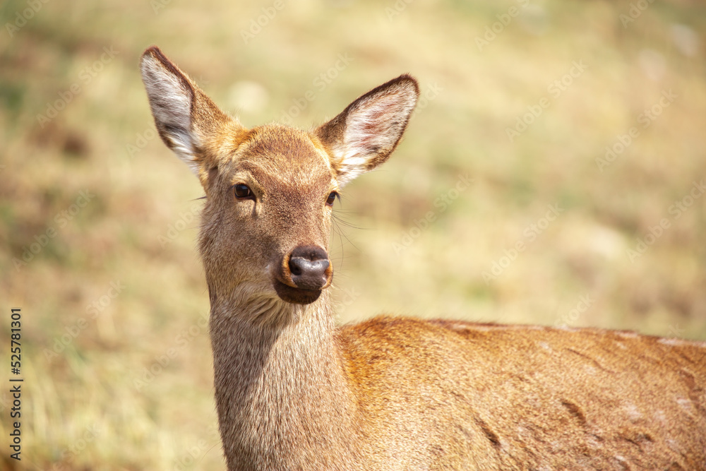 Beautiful spotted deer in the mountains against the background of green grass and snow. Fairytale spring landscape with wild animals. Beautiful spotted deer in the mountains against the background of green grass and snow. Fairytale spring landscape with wild animals.