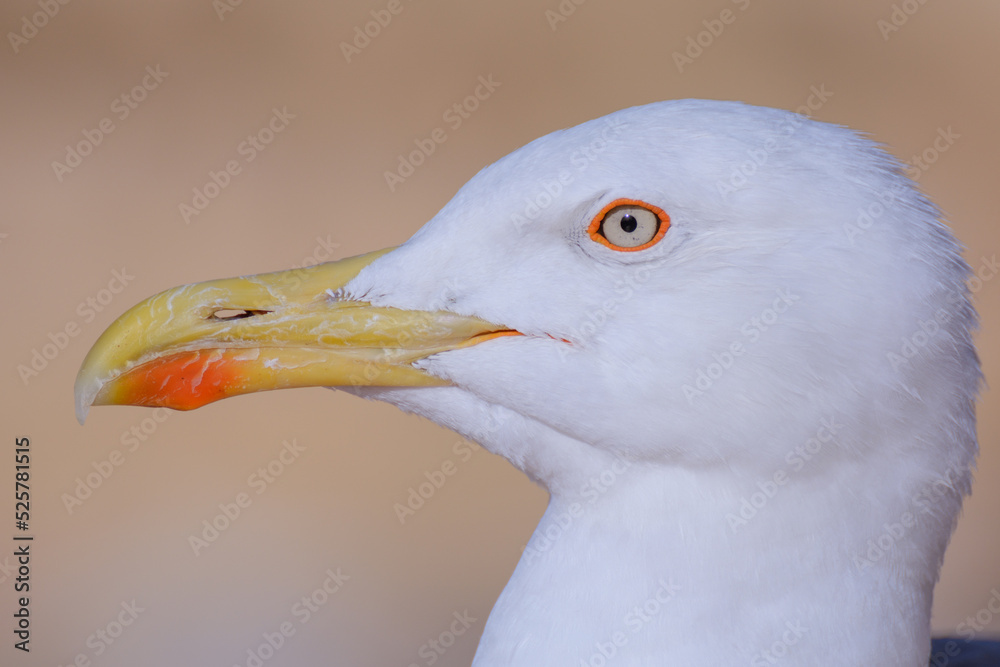 portrait of a goose