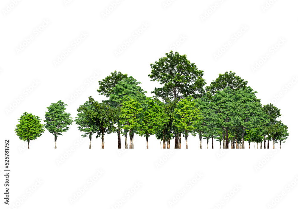 Many Tree Transparency Tree isolated transparency background. Stock Photo | Adobe Stock