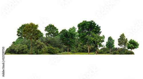 Fototapeta Naklejka Na Ścianę i Meble -  Tree isolated transparency background.