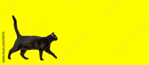 Black cat walking on a Yellow background