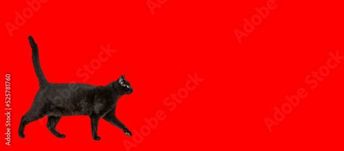 Black cat walking against red background
