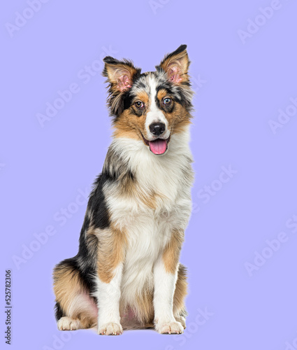 Sitting and panting Blue merle border collie on purple © Eric Isselée