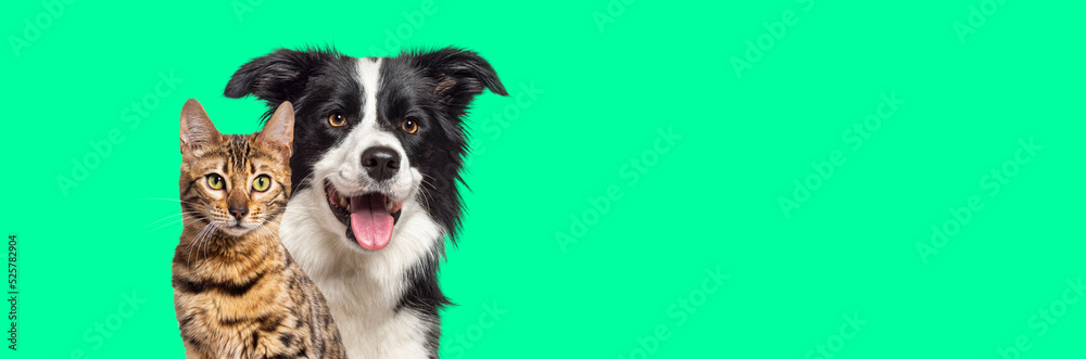 Brown bengal cat and a border collie dog with happy expression together on green background, banner framed looking at the camera