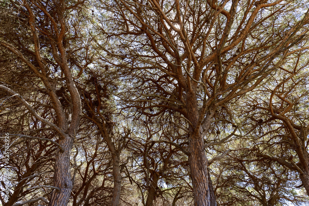 Branches, trunks and crowns of large brown pine trees with almost no leaves view from bottom to top