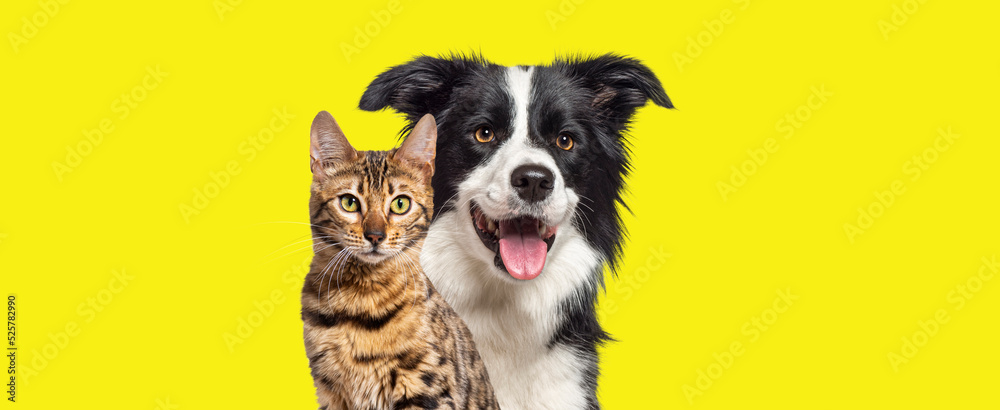 Brown bengal cat and a border collie dog with happy expression together on yellow background, banner framed looking at the camera