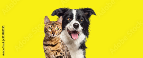 Fotografia Brown bengal cat and a border collie dog with happy expression together on yello
