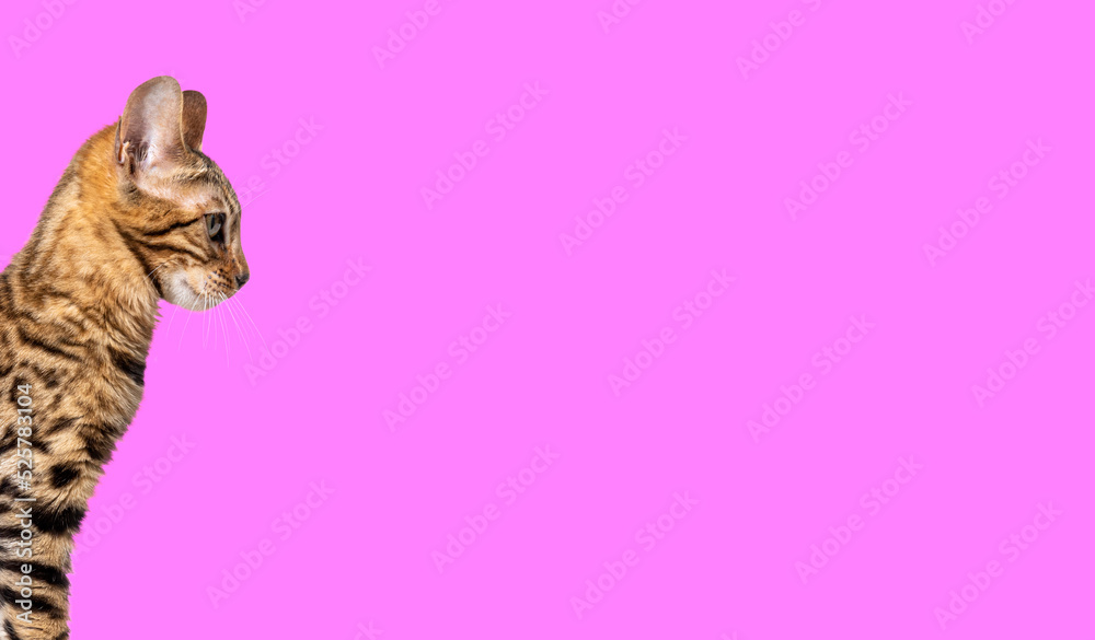 Obraz premium Brown bengal cat looking away on pink backgroung