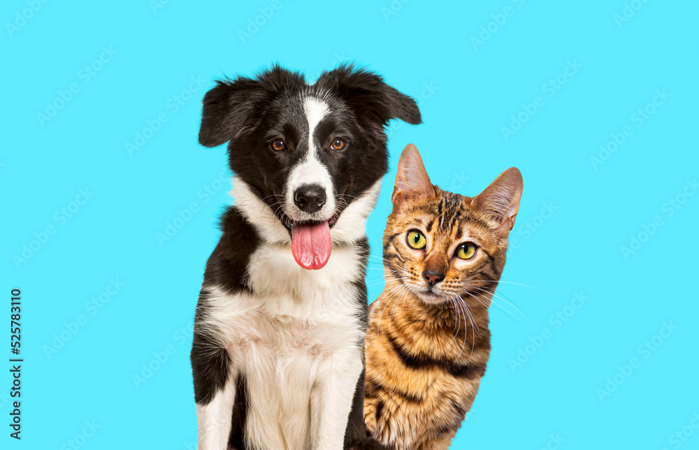 Fototapeta premium Brown bengal cat and a border collie dog with happy expression together on blue background, looking at the camera