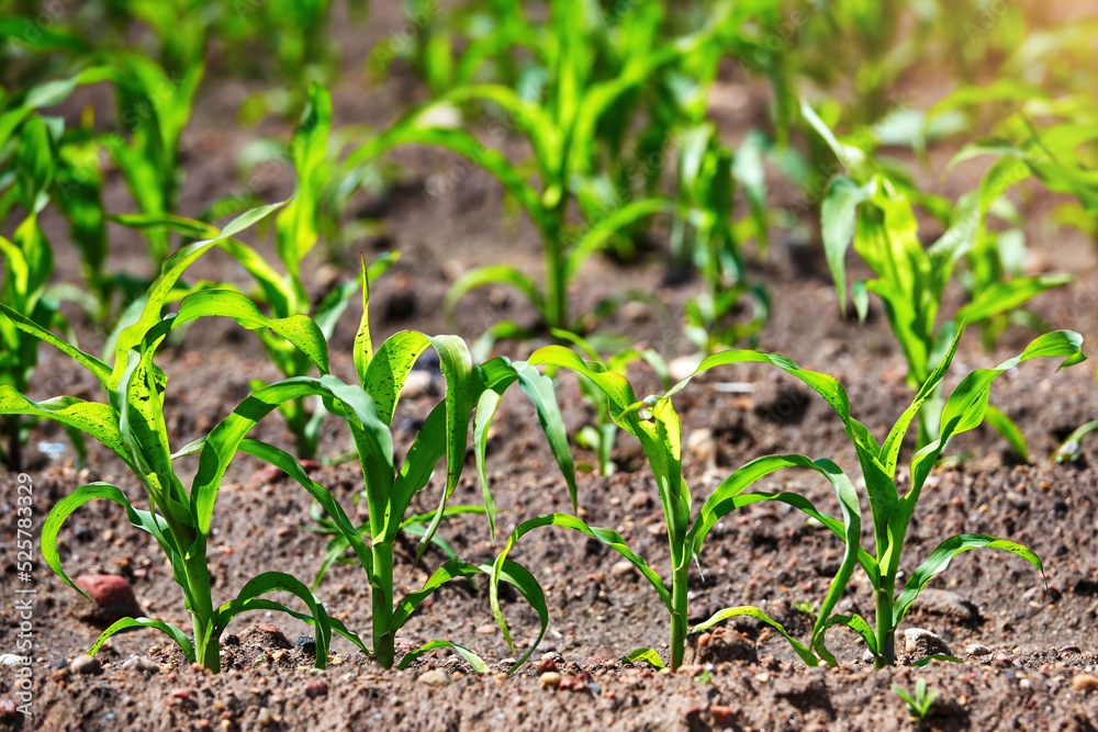 Corn crop on farm field. Grow and plant corn. Corn crop gardening. Cornfield, young sprouts growing in rows. Rows of young corn plants on farm field in the sun. Corn crop on farm field. Grow and plant corn. Corn crop gardening. Cornfield, young sprouts growing in rows. Rows of young corn plants on farm field in the sun.