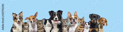 Photography Large group of cats and dogs looking at the camera on blue