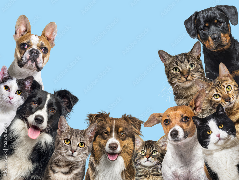 Large group of cats and dogs looking at the camera on blue background