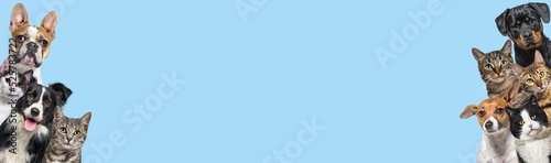 Canvas Print Large group of cats and dogs looking at the camera on blue background