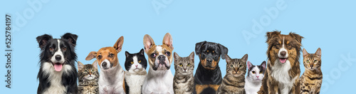 Large group of cats and dogs looking at the camera on blue background