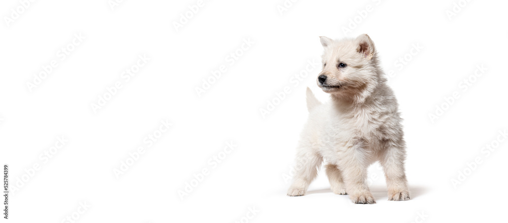 Obraz premium Puppy Berger Blanc Suisse on a banner, isolated on white