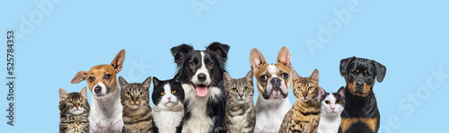 Fototapeta Naklejka Na Ścianę i Meble -  Large group of cats and dogs looking at the camera on blue background