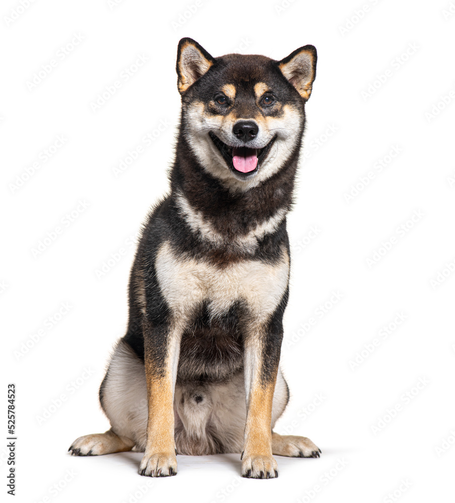 Shiba inu dog panting and looking happy, isolated on white