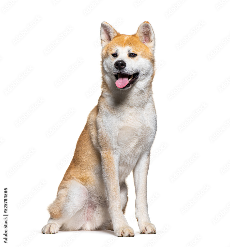 Panting and sitting Akita Inu isolated on white
