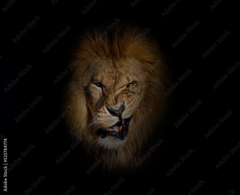 Portrait of a Male adult lion making a face looking at the camera, on black