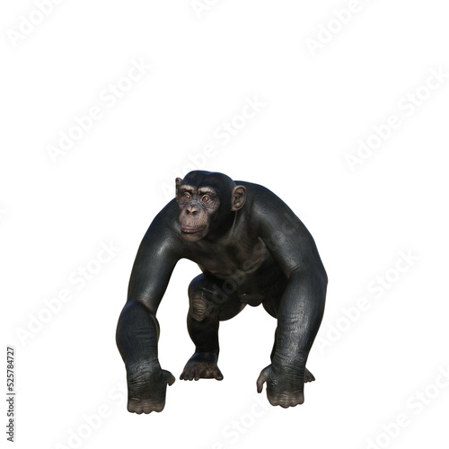 Chimpanzee 3D Model 
