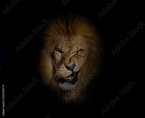 Stampa su tela Portrait of a Male adult lion making a face looking at the camera, on black