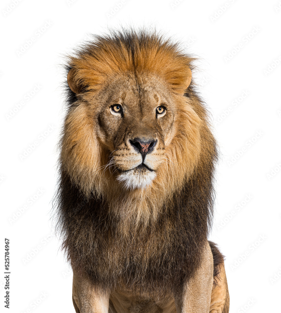 head shot of a Lion looking away, isolated on white