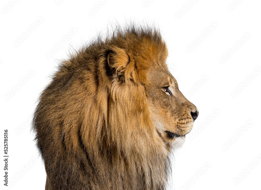 Perfect profile of a adult male lion looking away, isolated on white Stock Photo Adobe Stock