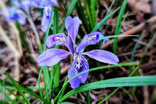 wild purple lily