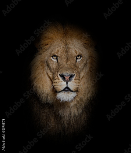 Portrait of a Male adult lion looking at the camera