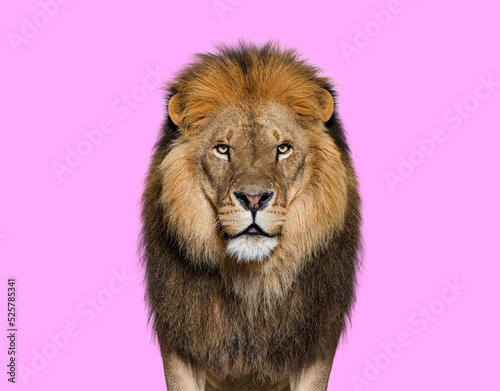 Fototapeta Naklejka Na Ścianę i Meble -  Portrait of a Male adult lion looking at the camera, Panthera leo on pink