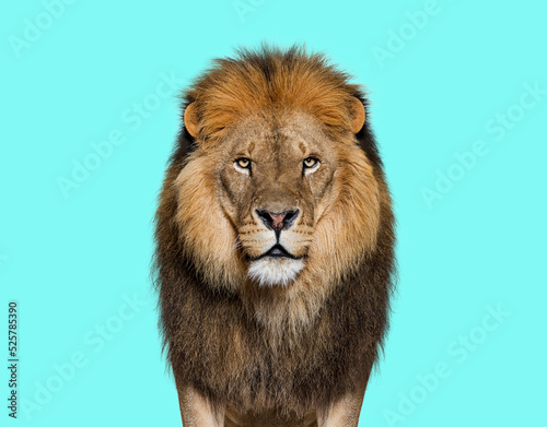 Fototapeta Naklejka Na Ścianę i Meble -  Portrait of a Male adult lion looking at the camera, Panthera leo on blue