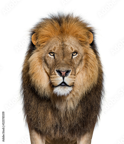 Portrait of a Male adult lion looking at the camera, Panthera leo, isolated