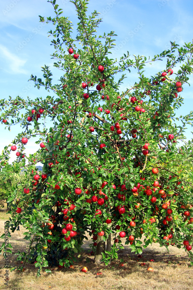 Reiche Ernte am Apfelbaum