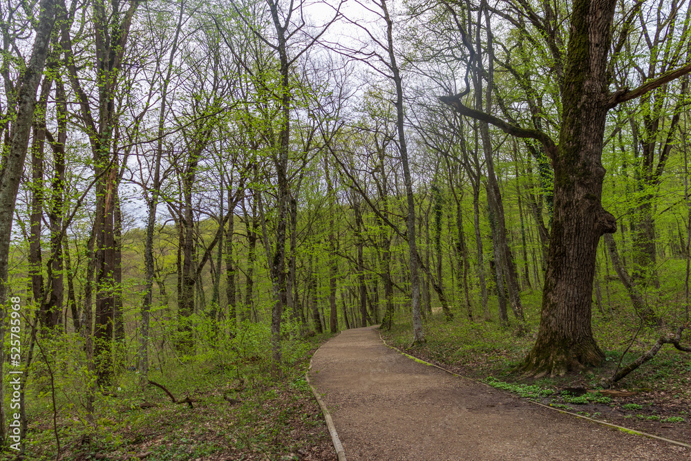 Fototapeta premium Forest trees with sidewalk of fallen leaves. Nature green wood lovely backgrounds.