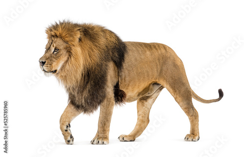 Side view of a lion walking away  isolated on white