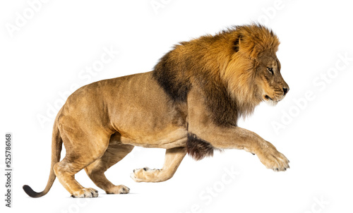 Fototapeta Naklejka Na Ścianę i Meble -  Male adult lion, Panthera leo, leaping, isolated