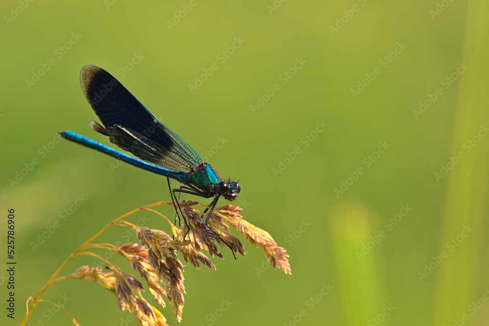 A dragonfly perched on a leaf of grass on a sunny summer day.
A dragonfly perched on a leaf of grass on a sunny summer day.