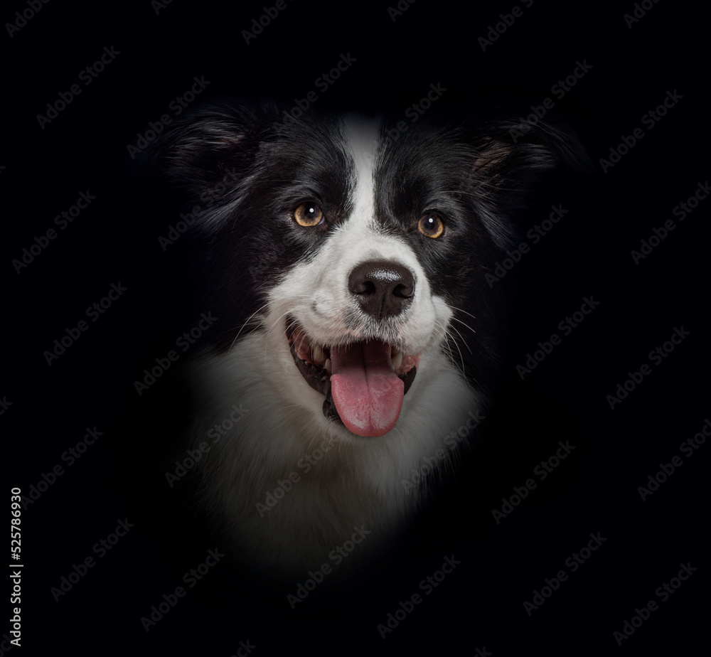 Close-up of Border Collie dog on black background