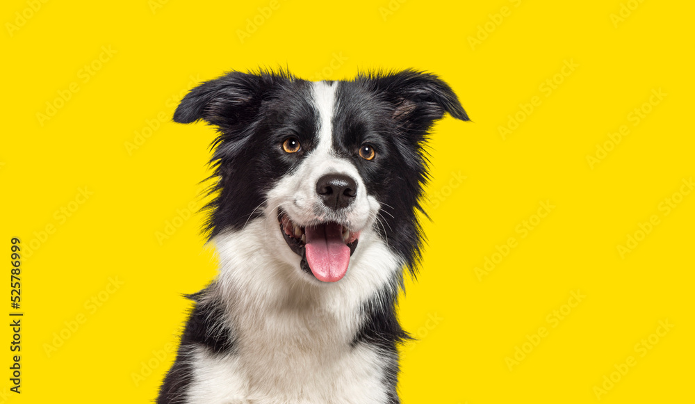 Happy Border Collie dog panting on yellow background