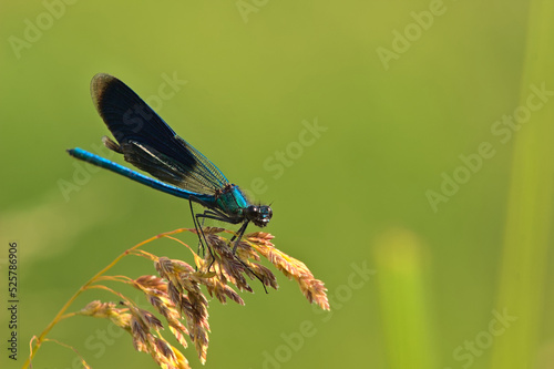 A dragonfly perched on a leaf of grass on a sunny summer day.
