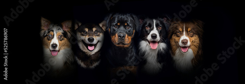 head shot of a group of dogs together on black background photo